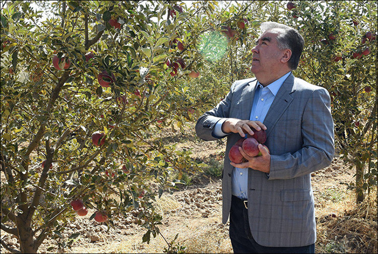 
Эмомали Рахмон во время посещения фруктового хозяйства в Хатлонской области. Фото пресс-службы президента Таджикистана
