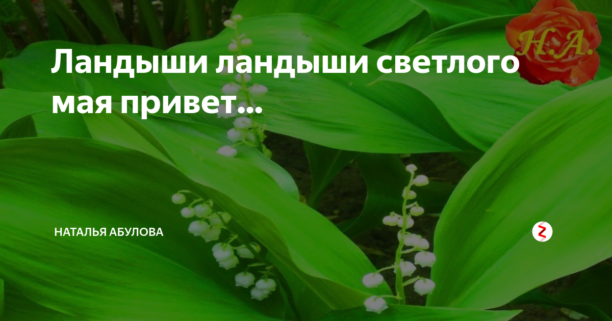 Светлый май песня. Ландыши светлого мая привет. ЛАНДЫИ светло мая привео. Песня Ландыши Ландыши светлого мая привет. Ландыши светлого мая привет картинки.