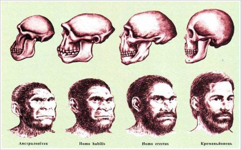 Человек прямоходящий череп рисунок