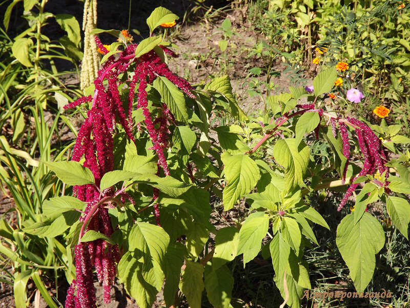 Фото Нины Стрелковой. 