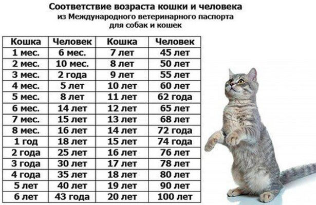 сколько обычно живут коты