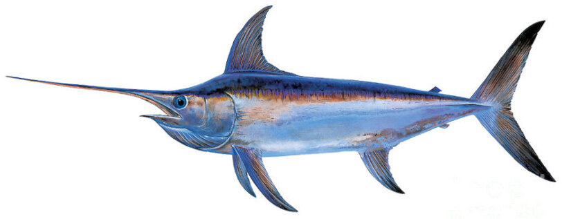 Xiphias gladius