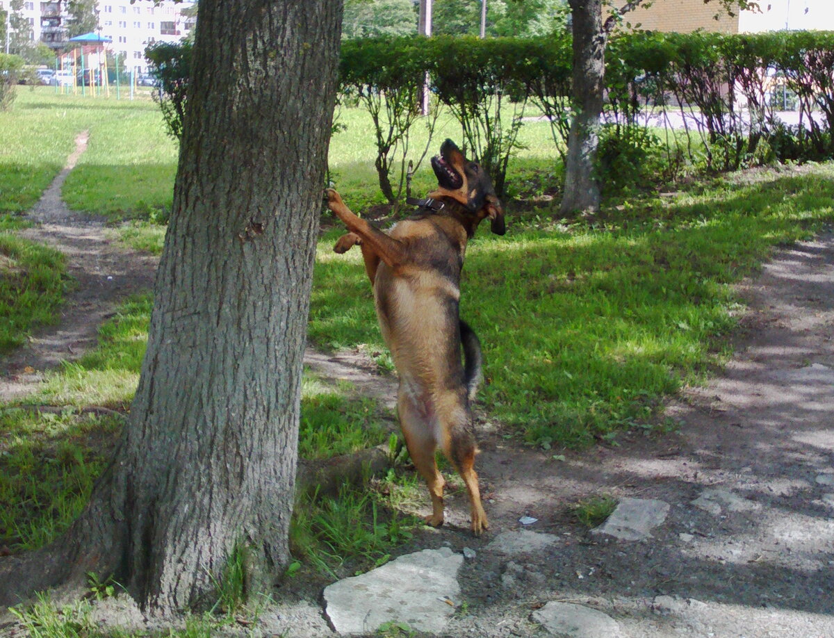 Очередная погоня