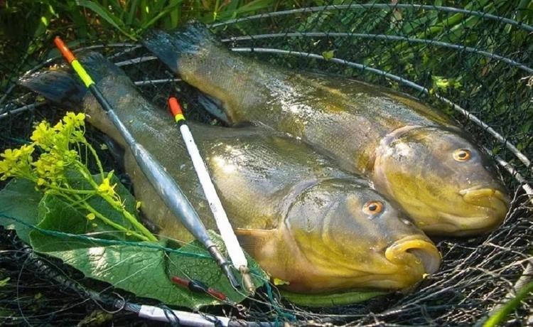 Линек – рыбка рода карповых. Собственное наименование приобрела вследствие этому, то что присутствие конкретных условиях обладает качество изменять окраска туловища. К примеру, уже после вываживания, клетень возмещается черными пятнышками. А секрет, каковой окутано его туловище, отвердевает в атмосфере. Туловище у данной рыбы высочайшее, прямое и довольно непродолжительное. В обычном протяженность зрелой особи доходит ТРИДЦАТЬ см. присутствие весе вплоть до 600 гр. Пореже попадаются трофейные экземпляры агентов данного типа рыб, достигающие ПЯТЬДЕСЯТ-ШЕСТЬДЕСЯТ см. в длину и весом 2-3 килограмм. 


Поведение линя осенью
Места обитания
Снасти
Приманки
Прикормки
Особенности осенней ловли линя
Поведение линя осенью
Ловля линя в осеннее время и по весне значительно перспективнее, нежели в летнее либо зимнее период годы. Однако в первую очередь нежели отправиться в рыбную ловлю, следует исследовать действия данной рыбы. И в таком случае будет очевидно, равно как вылавливать линя в осеннее время.

Как и каждая иная рыбка, в предчувствии морозов марлинь приступает осуществлять себе наиболее стремительно. Стараясь сделать запас энергией и жиром в грядущую зиму, некто перемещается согласно бассейну в розысках еды. Присутствие данном утрачивает прежную внимательность, и словить его в подобное период никак не составит значительного работы.

Еще один пояснением неосмотрительного действия линя в осеннее время считается перемена атмосферных обстоятельств. Звучания присутствие падении ветвей и листочков в водичку, звук вода присутствие влиянии зефира – всё данное абстрагирует интерес рыбы, то что и в ручку рыболовам.

Линь в осеннее время проводит себе по другому, нежели в иное период годы:

Летом особи линя плавают в один, а по весне и в осеннее время намереваются в косяки либо проходят «тропой» в прямой приближения товарищ с товарища.
Перед этим, равно как поймать наживу, линек способен наслаждаться ее вплоть до 2 мин.. Кроме того совершается и в летний сезон, только лишь периода в проверку наживы в наитеплейшее период годы бездеятельная рыбка расходует ещё более.
Движения поплавка в период забавы с наживой в осеннее время значительно примечательнее, нежели в летний сезон. Чувствуя зиму, некто ранее никак не таким образом осторожничает, равно как в сытные горячие дни.
Самое успешное период с целью рыбалки в линя в осеннее время – с 6 вплоть до 9 времен повечера. Иногда поклевки имеют все шансы являться в утренние время. А в некоторых случаях трос клюет и в ночное время.
Линь сентиментален к смене погоды, и пред сменой атмосферных обстоятельств почти нереально его словить. Более интенсивный поклевка замечается в негромкие, четкие, штилевые время.

Важно! Определенные характерные черты осеннего действия линя значительно оказывают большое влияние в насыщенность поклевок, существенно повышая их согласно сопоставлению с иными периодически годы.
Места обитания
С приходом озари флора, пребывающая в бассейне, отмирает. А данное, равно как общеизвестно, главные зоны стоянок и убежища линя в летнее период годы. По этой причине, зонами его обитания в осеннее время делаются:

участки вода, в каком месте влага более истинная (в отсутствии пребывания в дно водорослей и иной растительности);
прибрежные зоны бассейна, в каком месте имеется камыши либо потопленные кусты, ветки;
вблизи маленьких островков;
на грани углубленного и малого места бассейна.
Ловля линя в сентябре предоставляет наиболее отличные итоги. С приходом глубочайшей озари жар вода уменьшается, и рыбка удаляется перезимовывать в наиболее глубочайшие зоны бассейна. Клетень в октябре и ноябре ранее никак не станет такого рода простой добычей с целью рыболовов, равно как преждевременной в осеннее время.