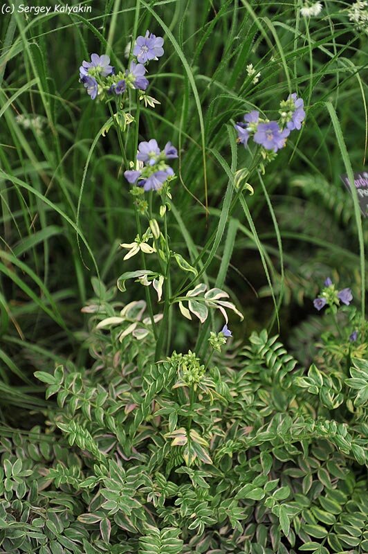 Синюха голубая ‘Kaleidoscope’