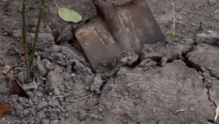 Копаем на глубину половины штыка. Или просто рыхлим землю тяпкой.