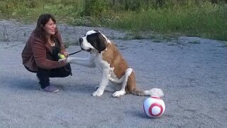 Наладить контакт с собакой у тренеров собак получается очень быстро. Какие секреты они знают?