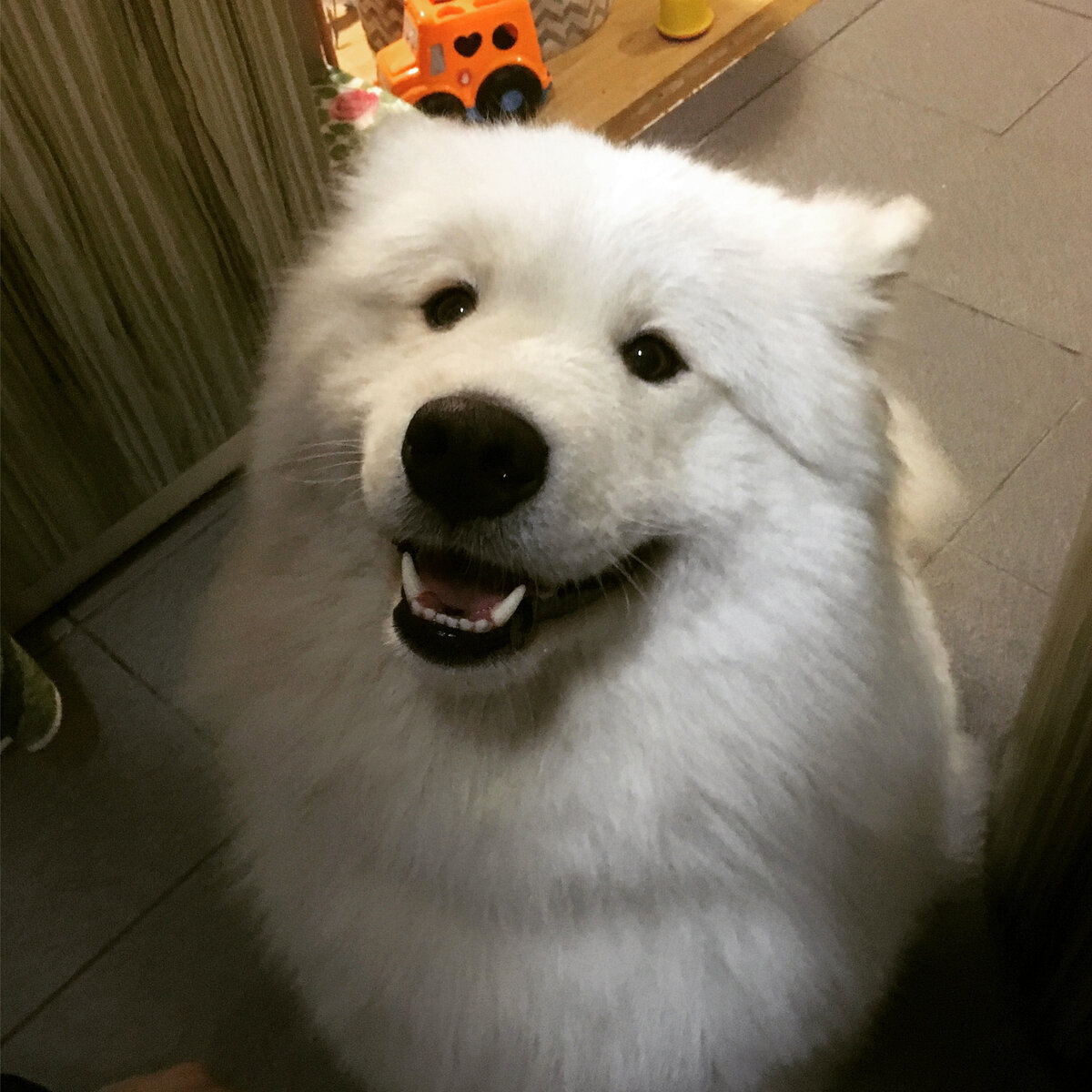 Самоедский шпиц: почему бы тебе не дать мне печеньку ПРОСТО ТАК?