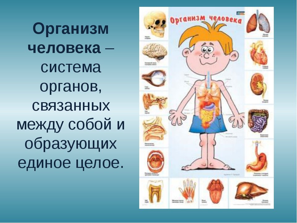 Проект наш организм по окружающему миру 3 класс