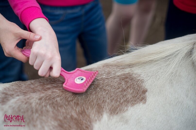    Несколько веков назад врачи выявили, что взаимодействие с лошадью оказывает положительное влияние на детей с детским церебральным параличом. Как и у ЛФК в основе иппотерапии - движение.