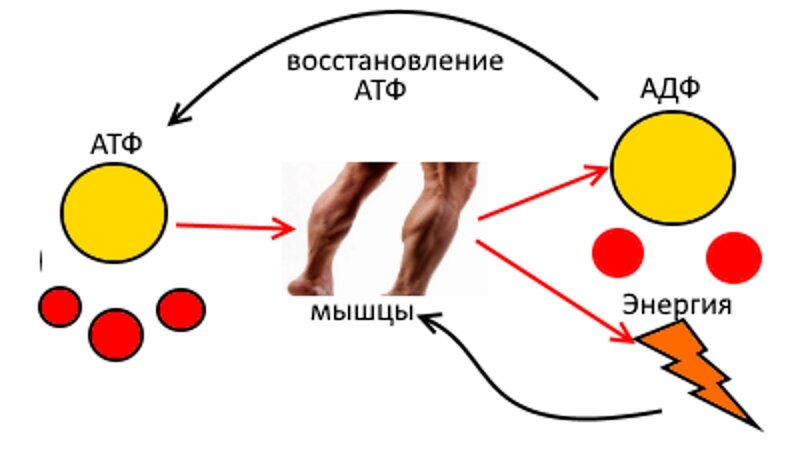 Энергия в мышцах. Энергетика мышцы. Энергия мышц. Основные источники энергии в мышцах. Энергообмен в мышцах.