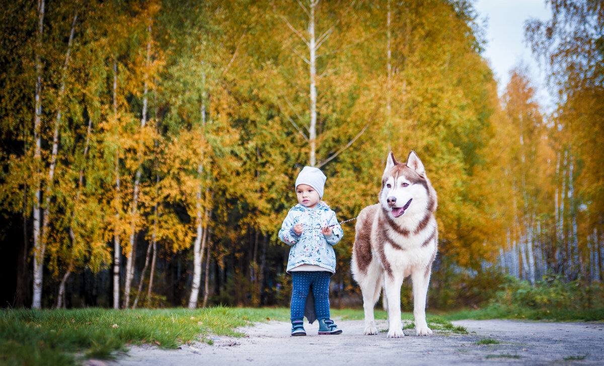 Зачем собаке поводок. | In Dogs we Trust | Дзен