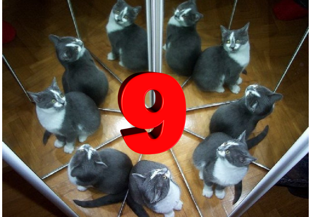 Кот проживает 9 жизней. У кошки 9 жизней. Девять жизней кошки. Девять котов. У котиков 9 жизней?.