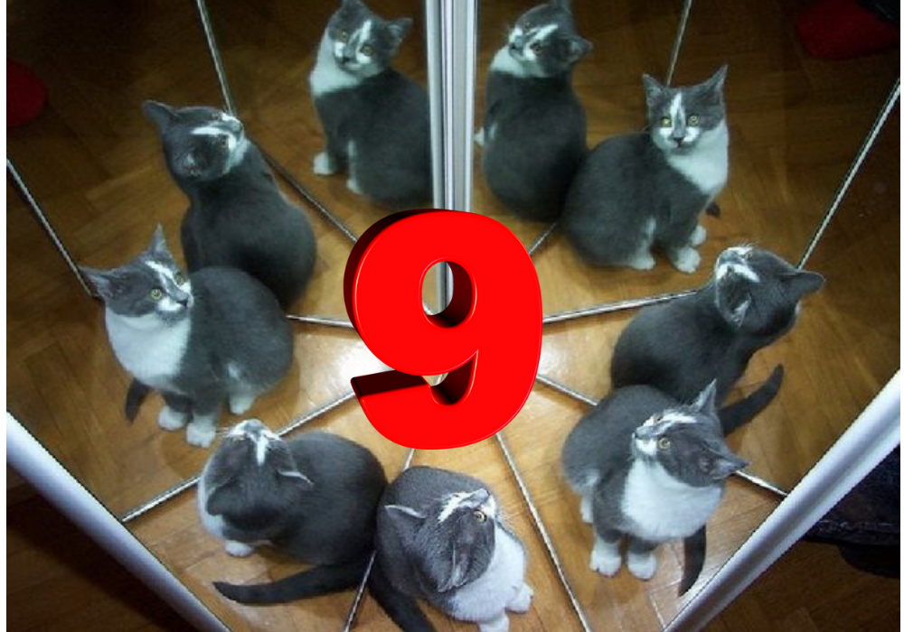 9 кошек. 9 Жизней кошки. У котов 9 жизней. У кошки девять жизней. Девять котов.