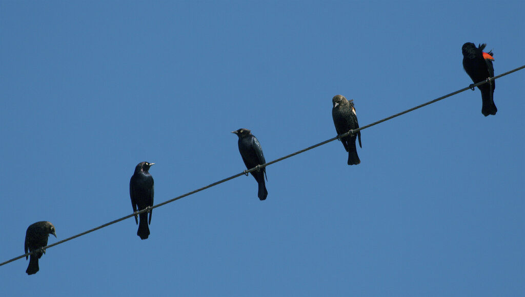 Two birds on a wire speed