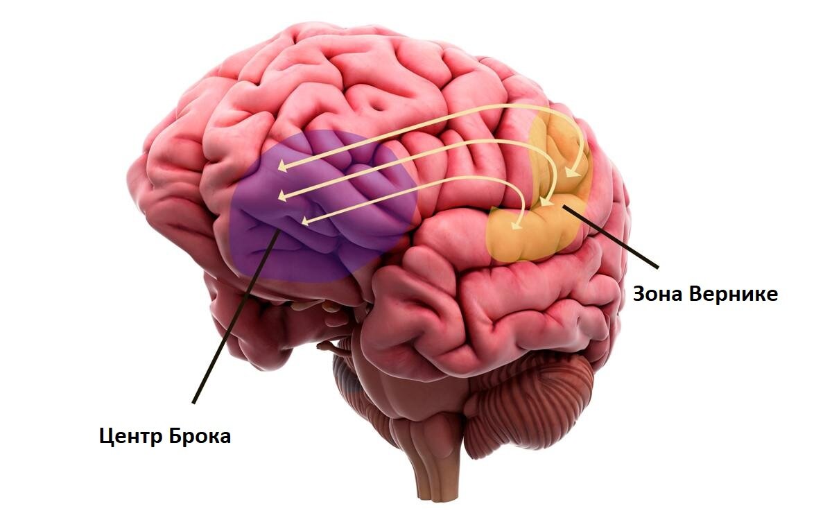 участки коры головного мозга отвечающие за речь