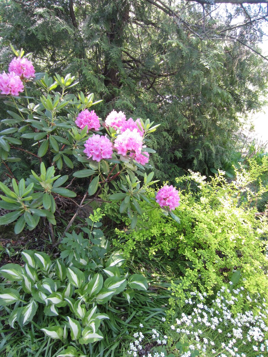 Самая первая наша туя на дальнем плане, за рододендроном. Последний здесь высотой мера полтора, сейчас ещё подрос...