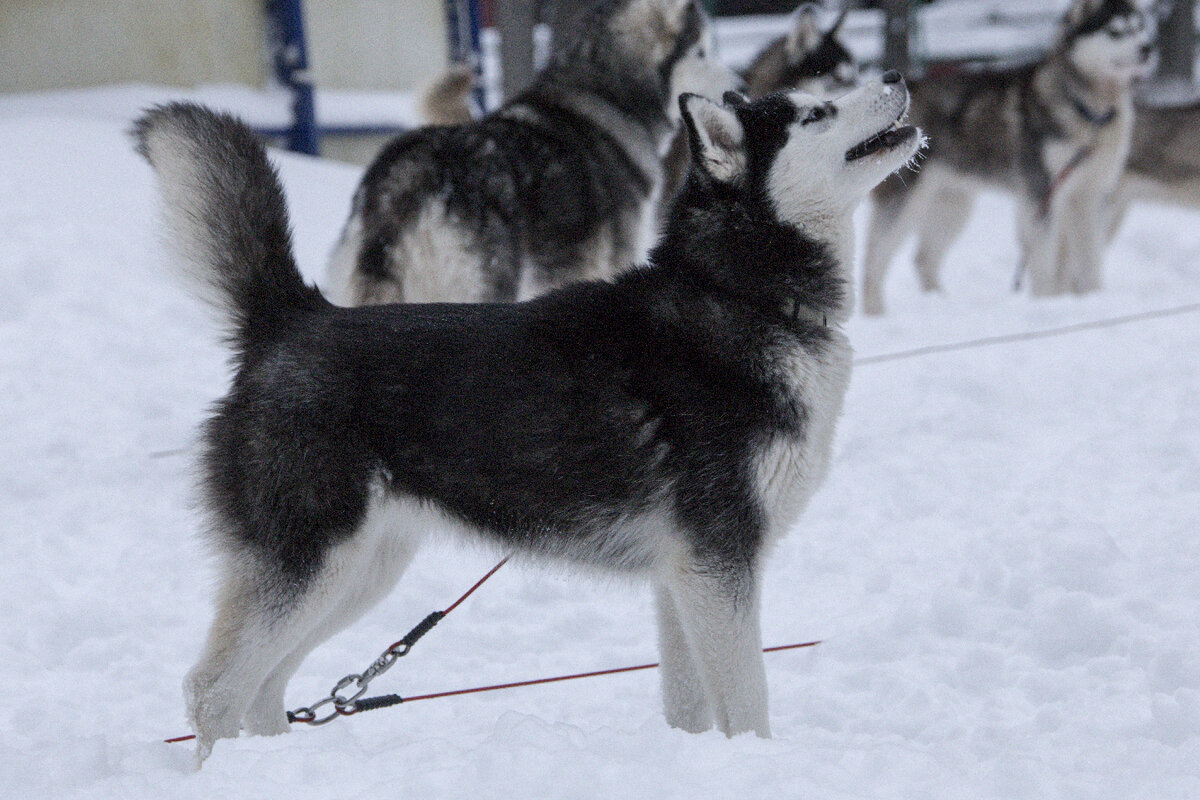 Спасибо организаторам и участникам гонки. Для нашего провинциального города это два дня праздника, возможности получить массу позитива и обнимашек от пушистых волчков .
