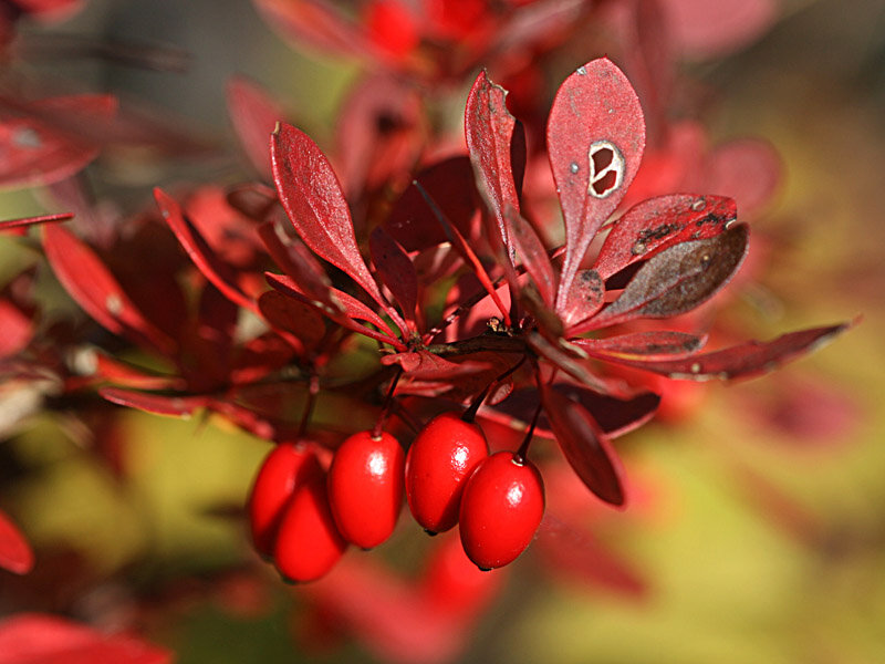 Barberries. Барбарис Тунберга. Барбарис Тунберга осенью. Барбарис кустарник. Барбарис (Barberry).