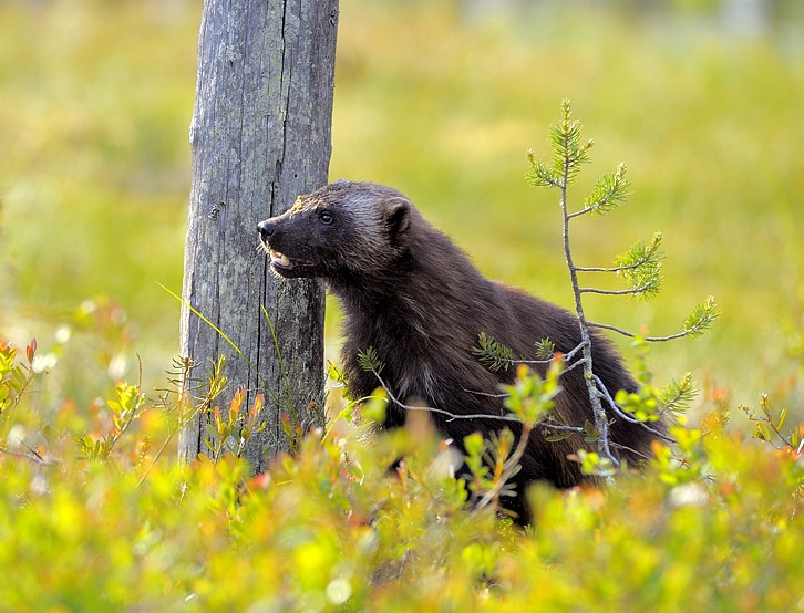 Россомаха. Фото с сайта Flickr.com