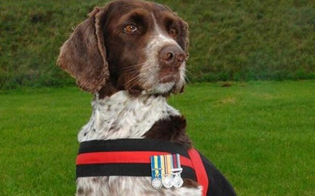 Бастер в парадной ленте