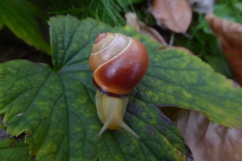 Фото: Dr Angus Davison / University of Nottingham 