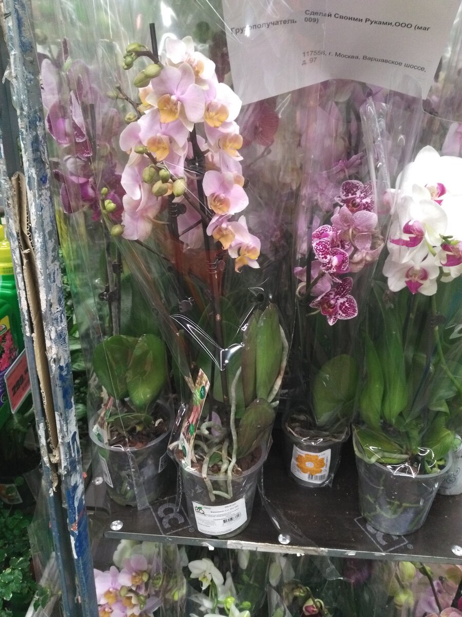 Сколько держать орхидею в. Залитая Орхидея как выглядит. Можно орхидею держать в воде. Орхидея заливка. Залитые орхидеи фото.