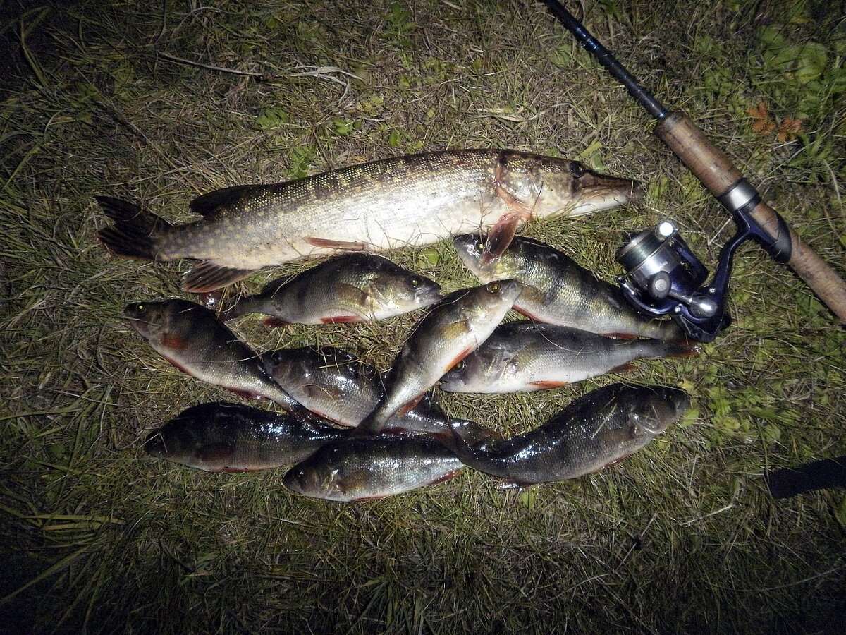 Мой старый добрый Shimano Nexave 240 5-20. Использовался подо все )))