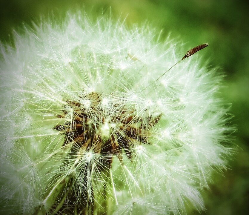 Фото:pixabay.com