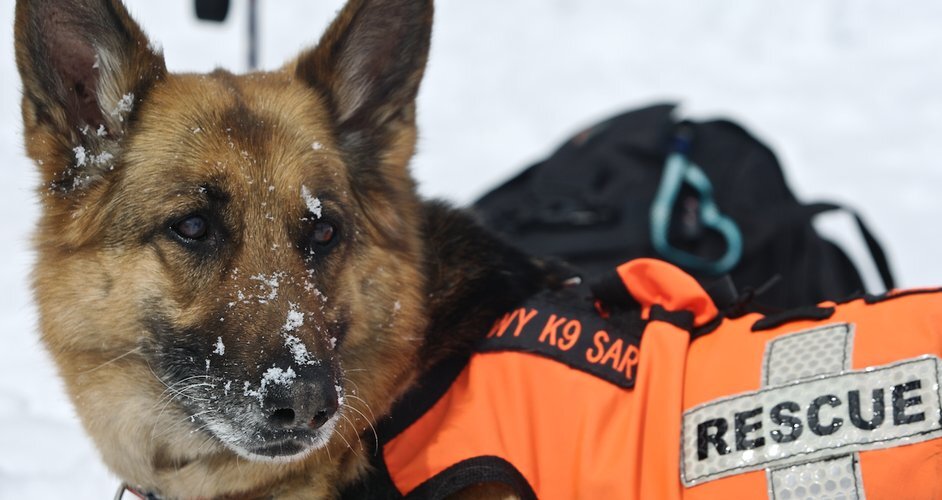 Фото: vashipitomcy.ru