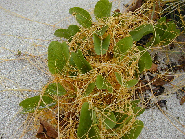 Повилика. Автор фото Forest & Kim Starr