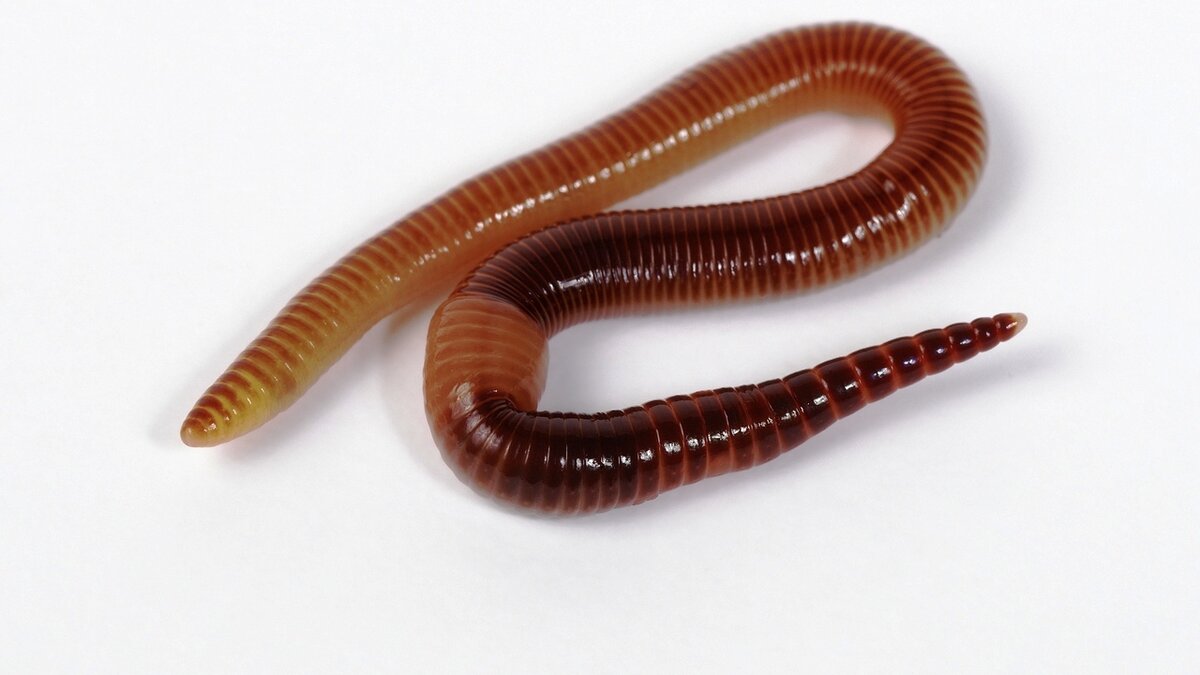 фото из свободного доступа в интернете