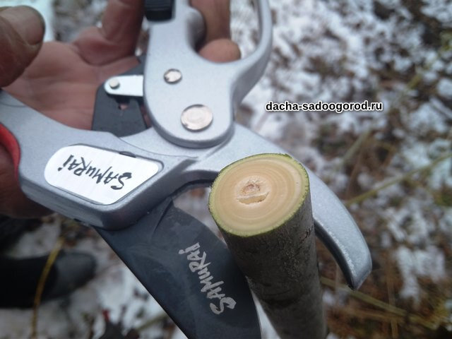 Samurai ipsrc 55ta. Секатор Самурай КС 8т. Секатор Samurai садовый с храповым механизмом 205мм. Секатор с храповым механизмом / Samurai IPSRC-55ta. IPSRC-55ta секатор с храповым механизмом , l=205мм.