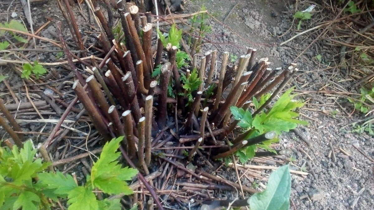 Эти пеньки-все что осталось от куста в палисаднике под моими окнами.