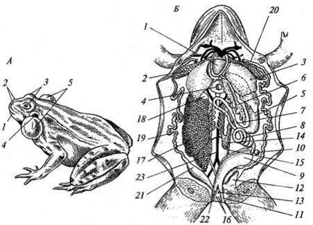 Укажите системы органов амфибий обозначьте органы лягушки изображенные на рисунке