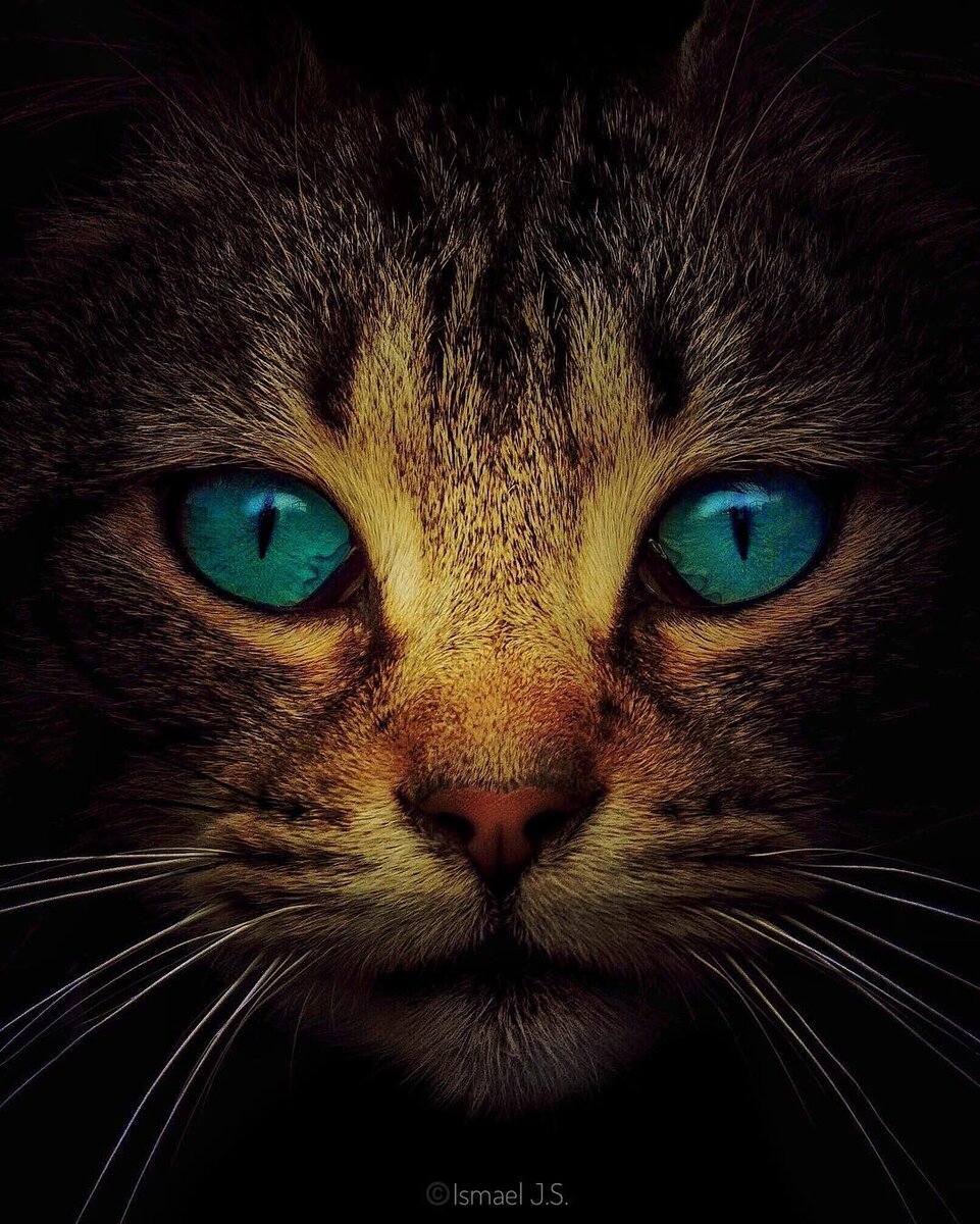 Морда кошки с бирюзовыми глазами, by Ismael J. S