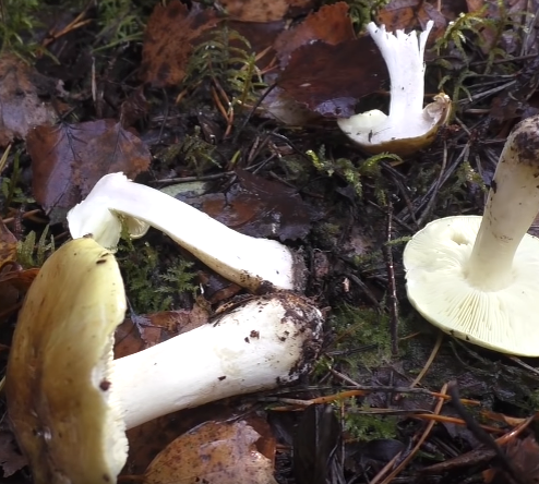 Tricholoma flavovirens