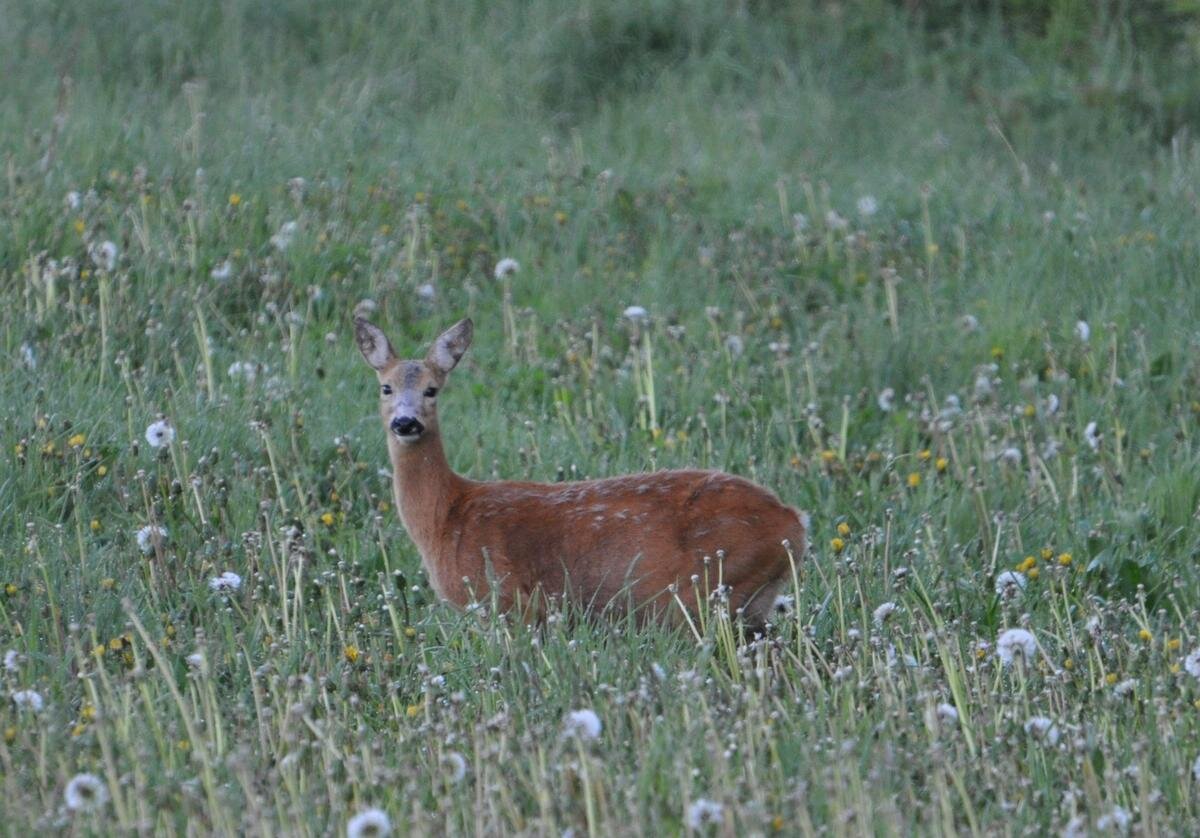 АВТОР СТАТЬИ: ДМИТРИЙ КАШИРИН