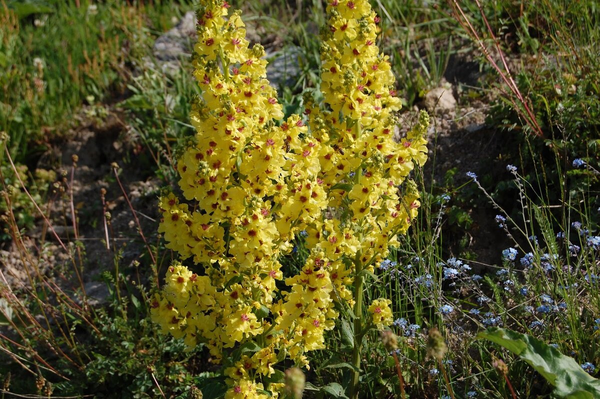 Коровяк Verbascum Honey Dijon