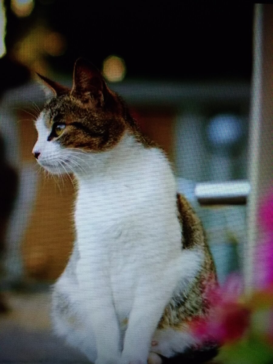 Васька. Фото не мое, папа фотографировал.