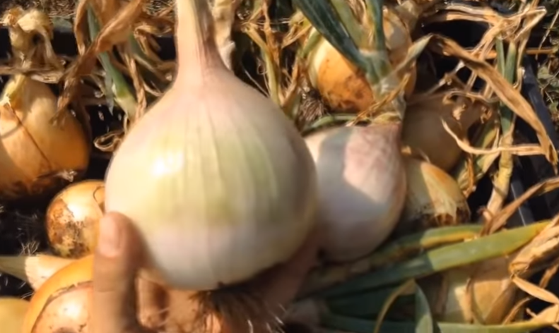 А вот и наш урожай, подготавливайте грядки правильно.