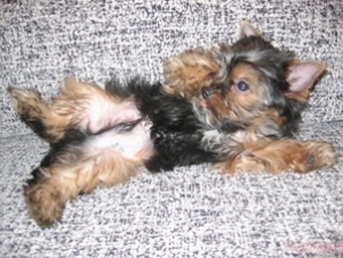 Щенок йорка с клеймом, фото с сайта http://desk.kraya.ru