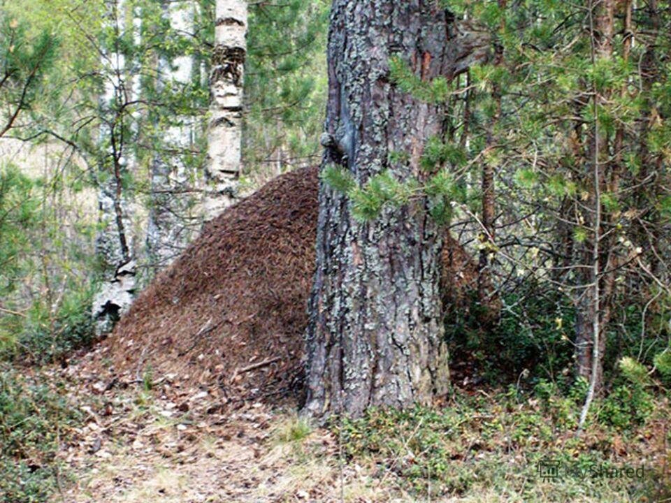 Муравейник дерево. Муравейник в лесу. Муравейник в стволе дерева. Лес дерева Муравейник. Муравейник возле дерева.