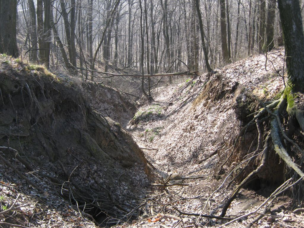 золото в земле. россыпное золото в природе. золото в глине. парамоновский овраг геология. поиск золота в оврагах.