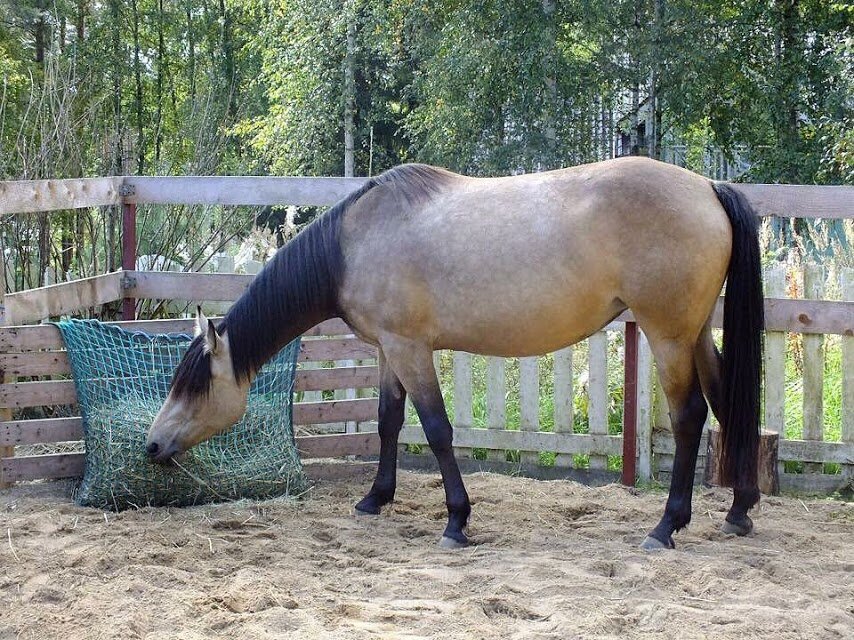 Многие конюшни и частные коневладельцы во всем мире уже используют медленные кормушки в денниках, левадах и коневозах