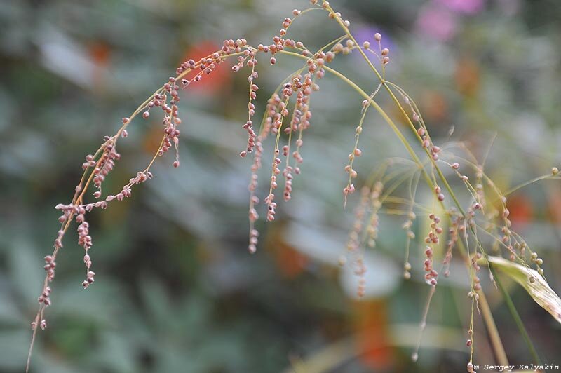 Phaenosperma globosa