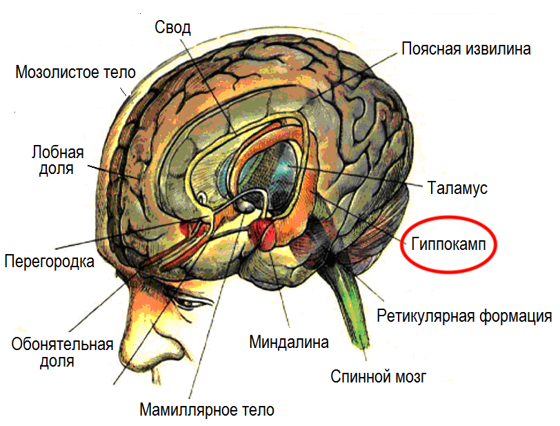 Обонятельные зоны мозга. Лимбическая система обонятельная луковица. Лимбическая система поясная извилина.