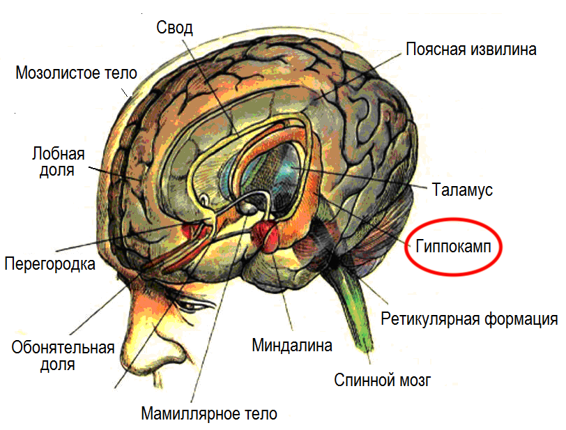 Обонятельные зоны мозга