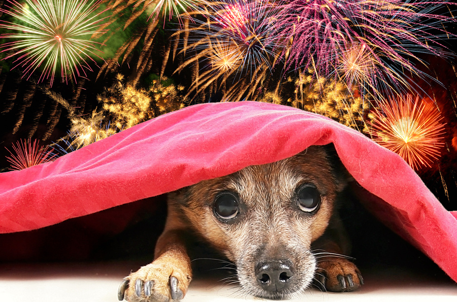  https://fireworkscityonline.com/wp-content/uploads/2017/04/FireworksDogs.jpg