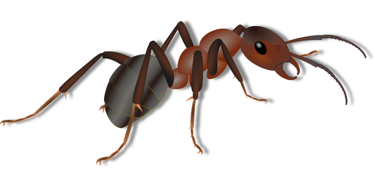 https://pixabay.com/ru/vectors/животных-муравей-насекомое-природа-156893/